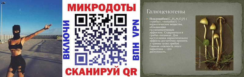 Галлюциногенные грибы Psilocybine cubensis  Карасук 